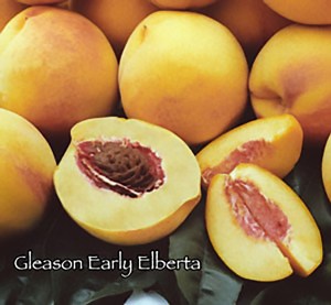 Gleason Early Elberta